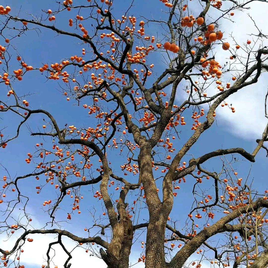 鬼哭【夜未央】