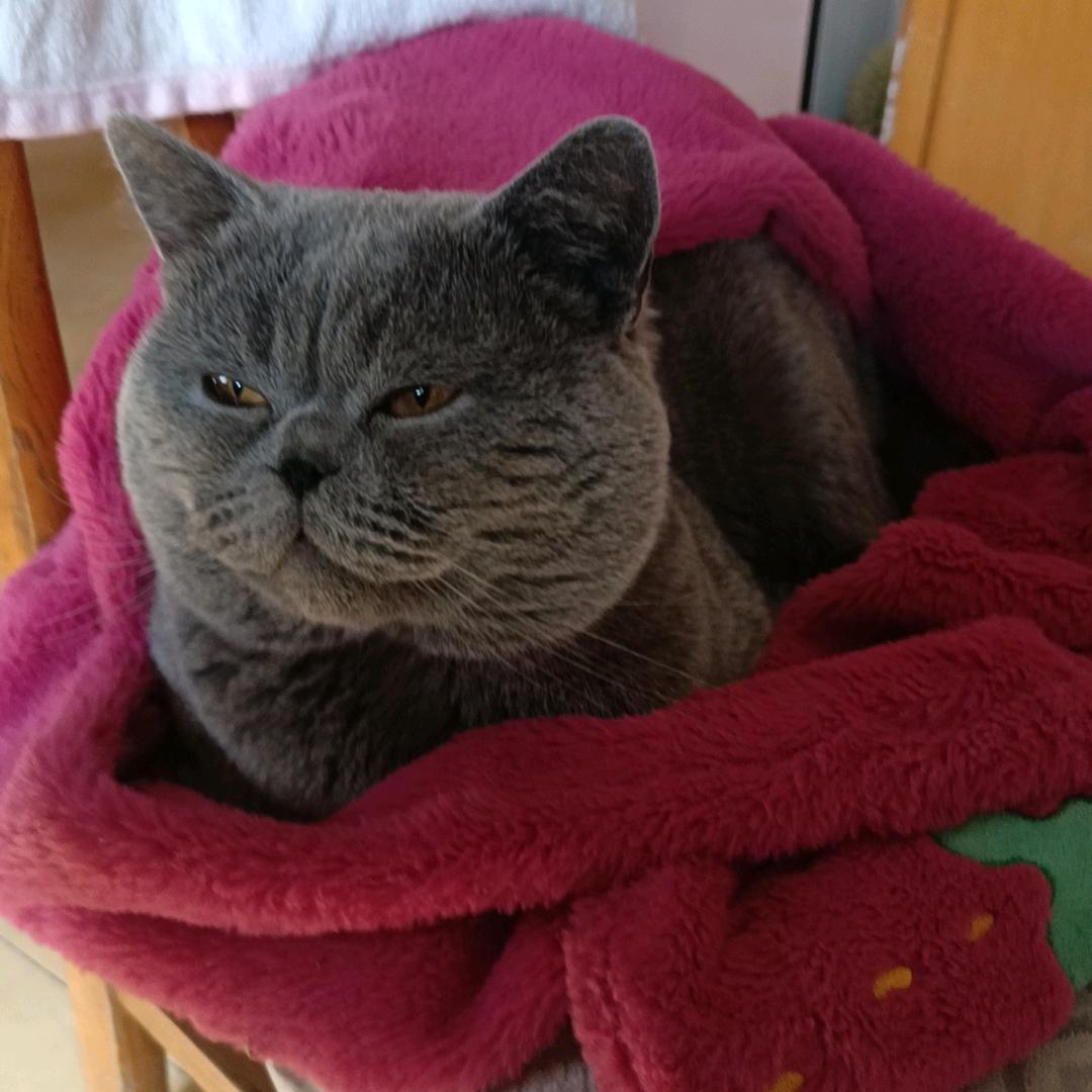 AX 大脸猫
