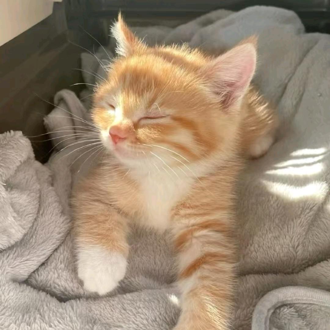 小猫不想熬夜