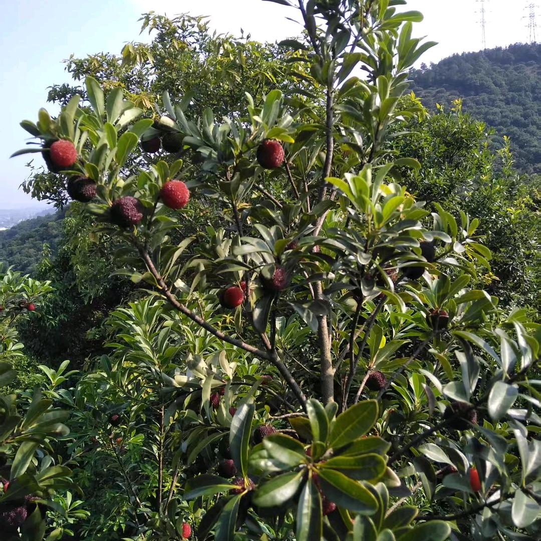 杨梅红