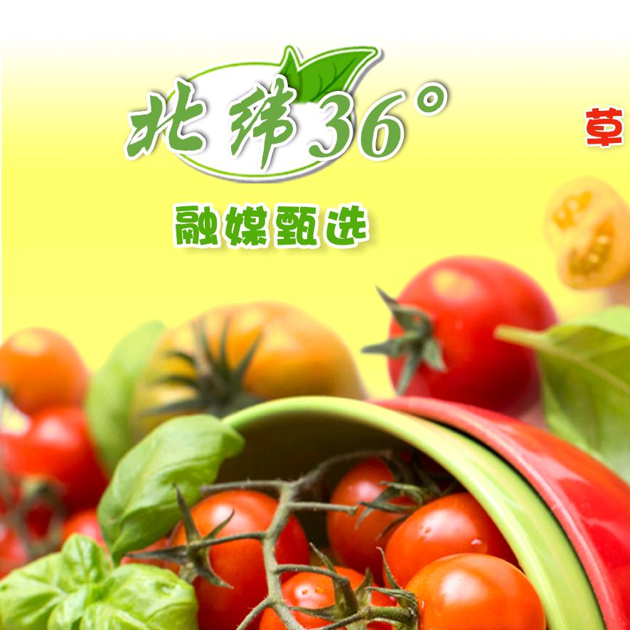 北纬36°群英荟萃
