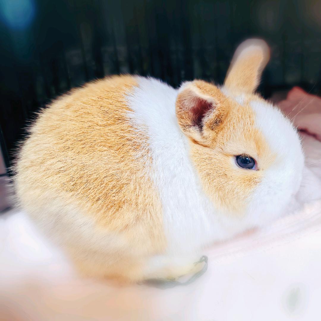 小葡萄兔叽快乐成长（各类食物探索中）