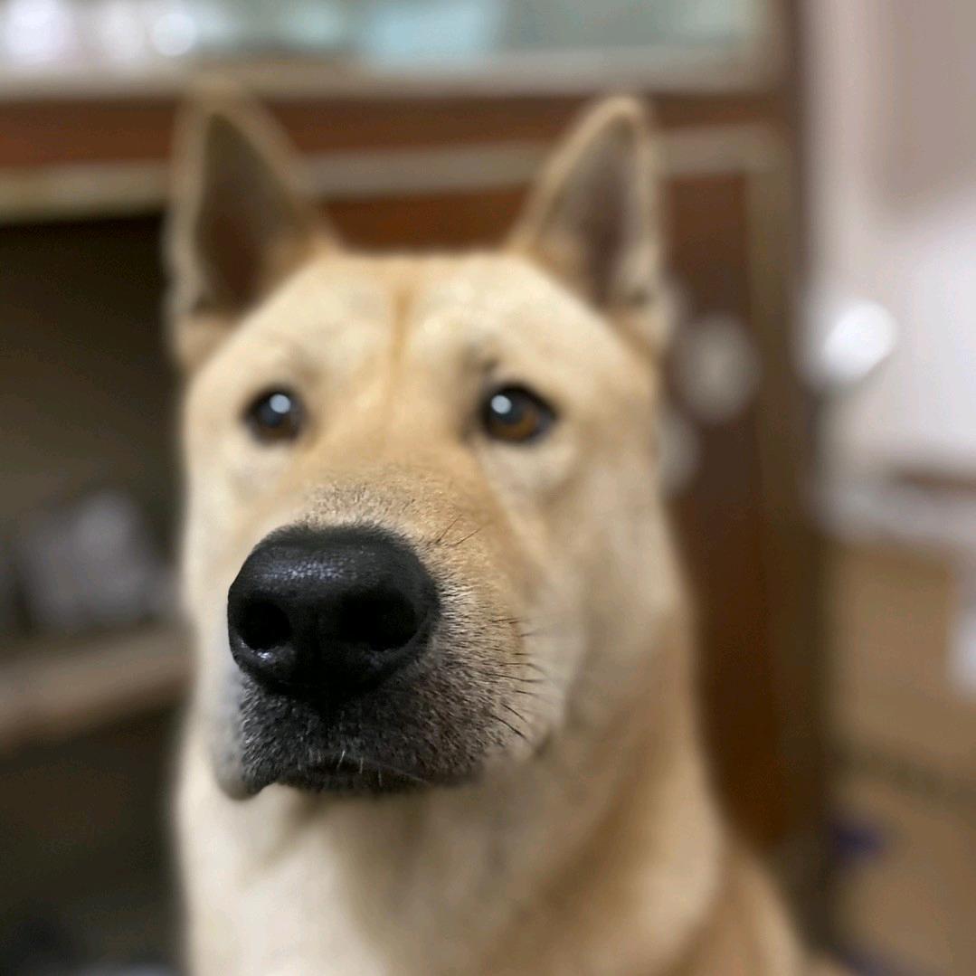 灰哥