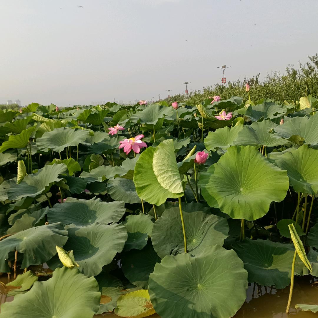 大家好