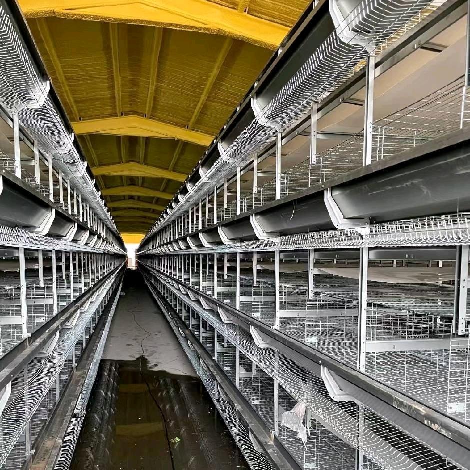 养鸡设备百科—庞