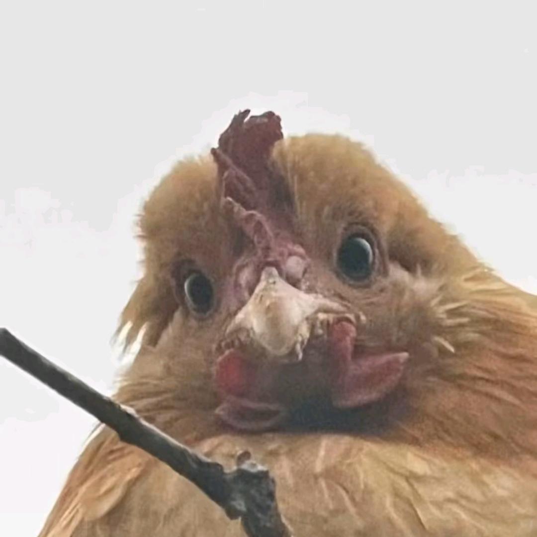 大胆！是只猫