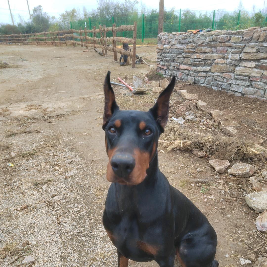 吠语界宠物，寄养，训练基地