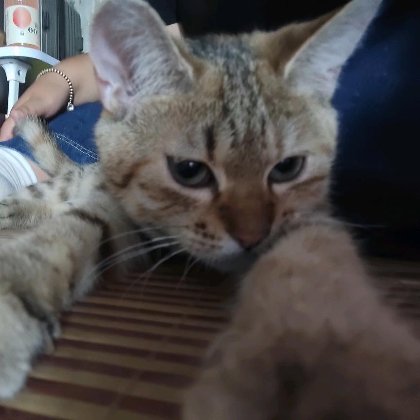 ᴬᴵᴵᵉⁿ小鲁班⁰¹³