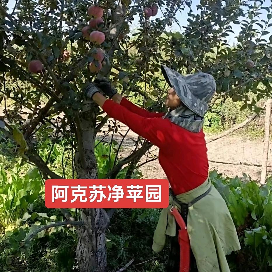 新疆净苹