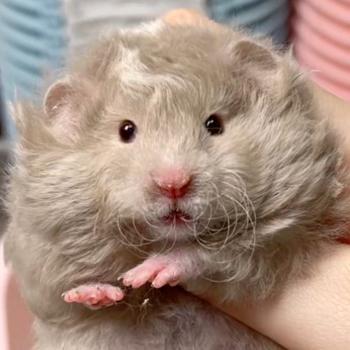 静静🐻舍（出熊🐻）