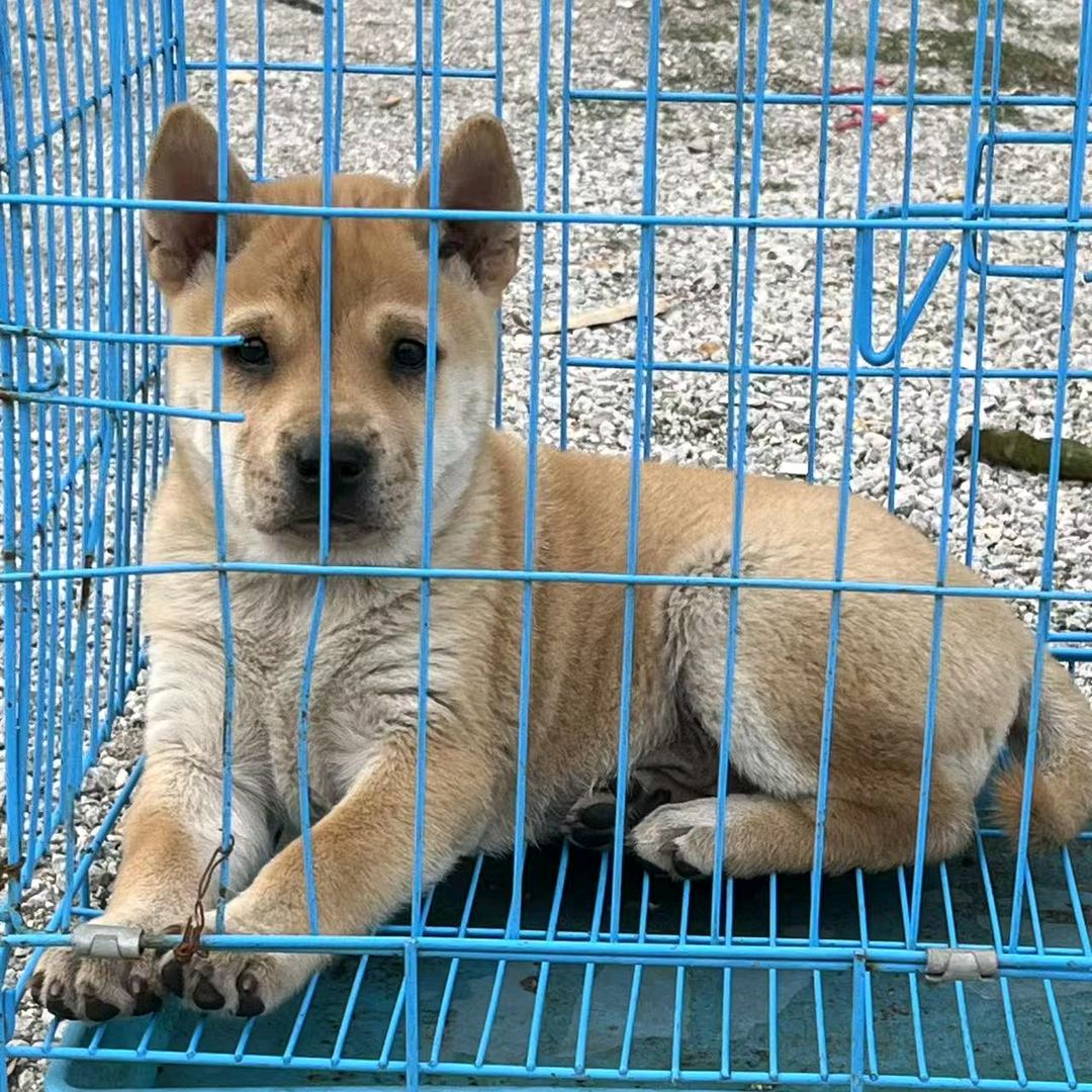 阿升土猎犬