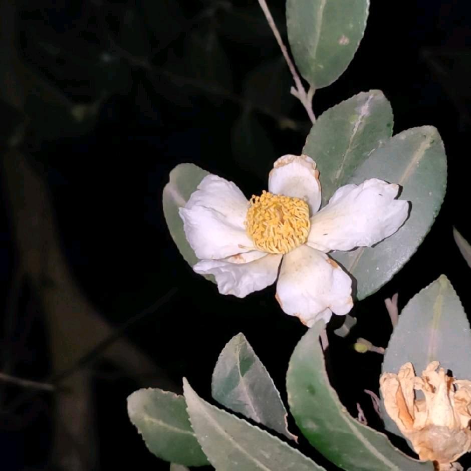 山茶