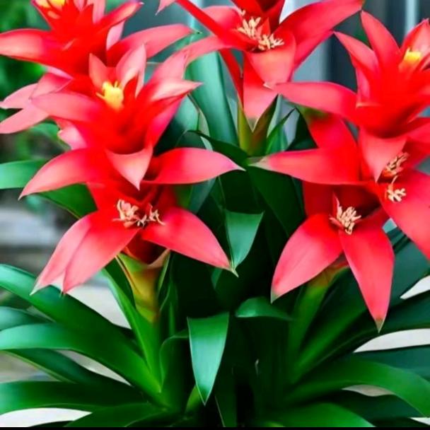 花开