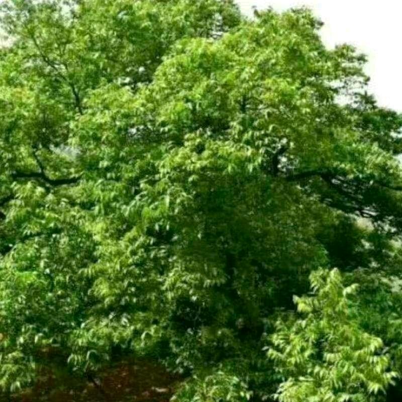 us好人一生平安