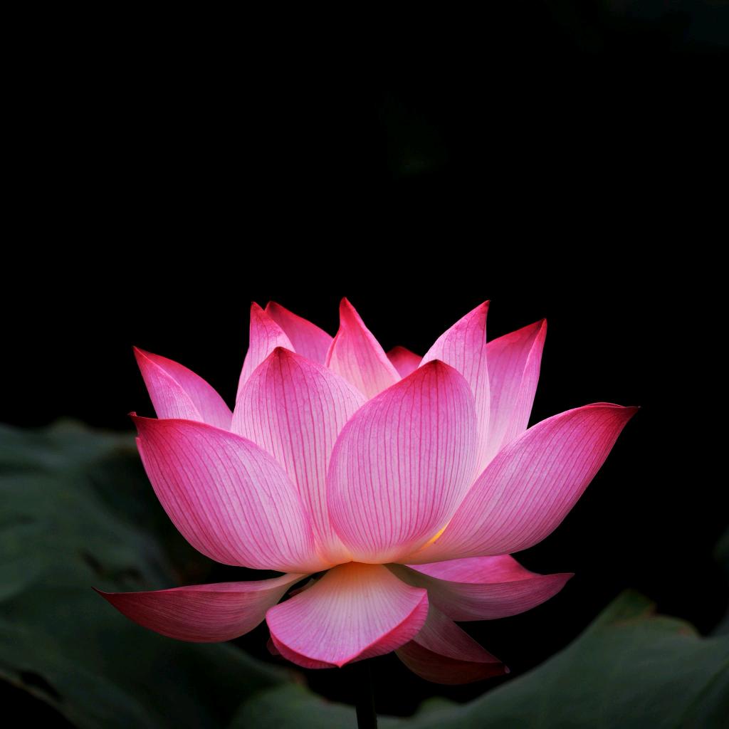 花好月园