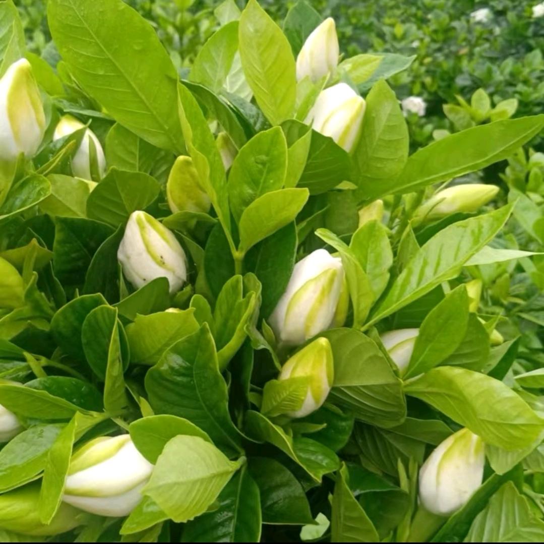 深迈思官方账号