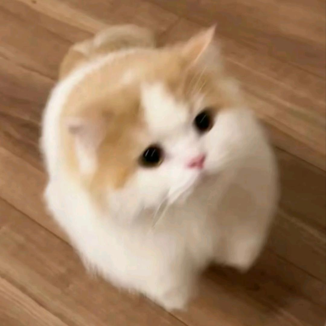 茉莉春