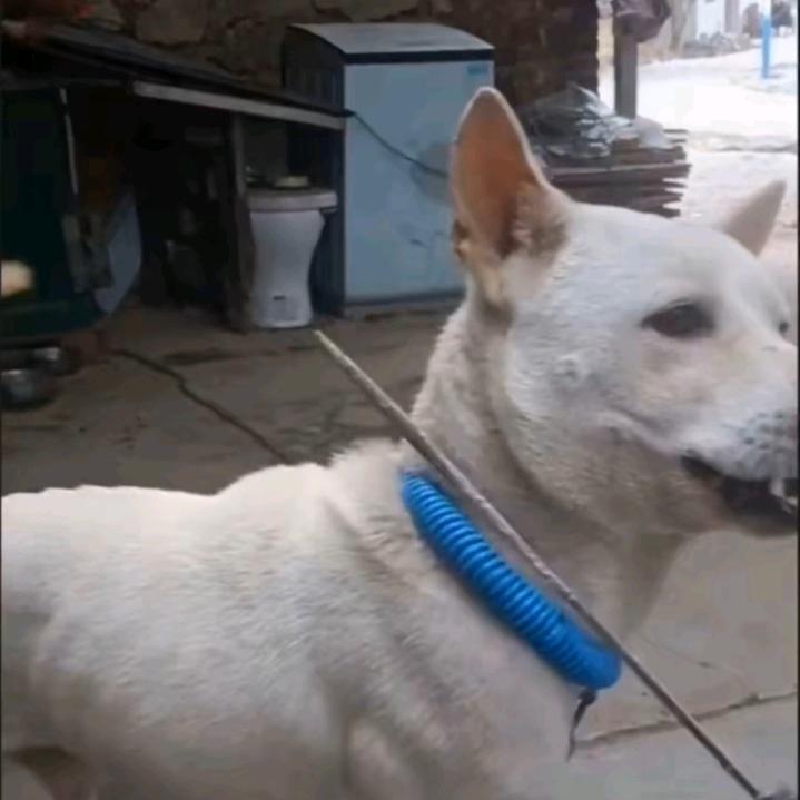 没钱开手动