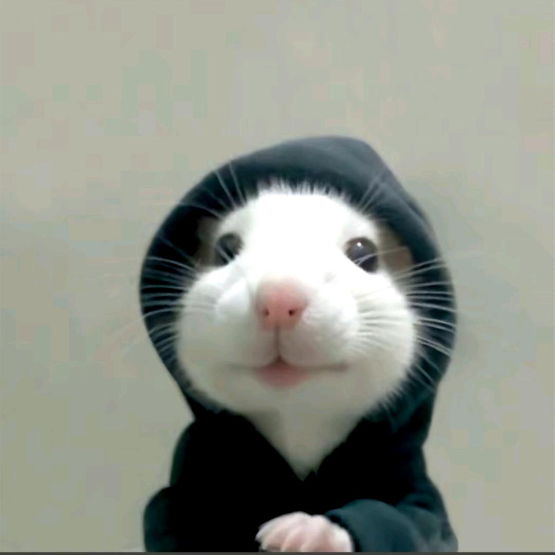 木孑