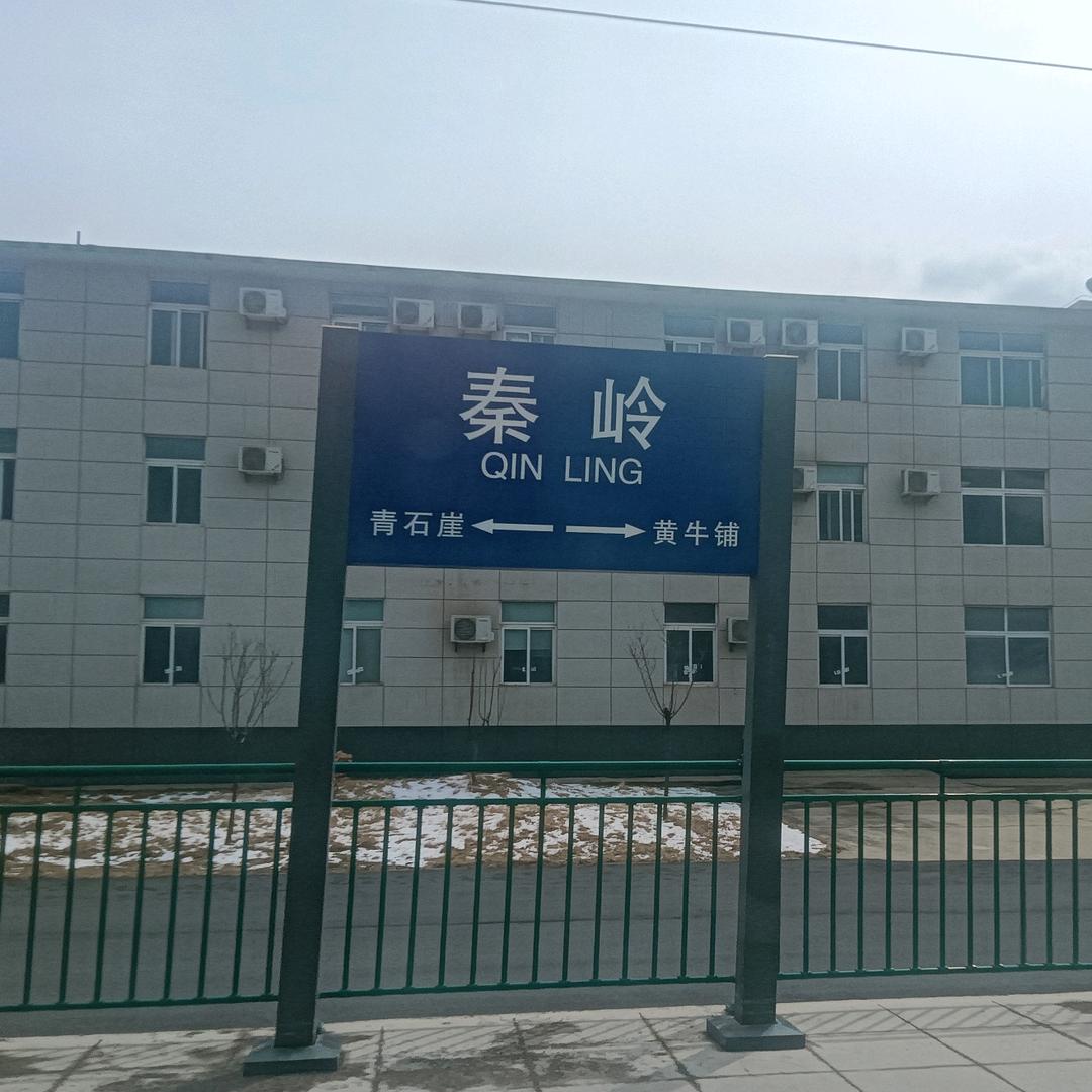 秦鹰