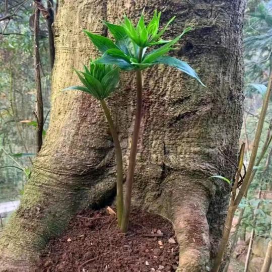 长生不老