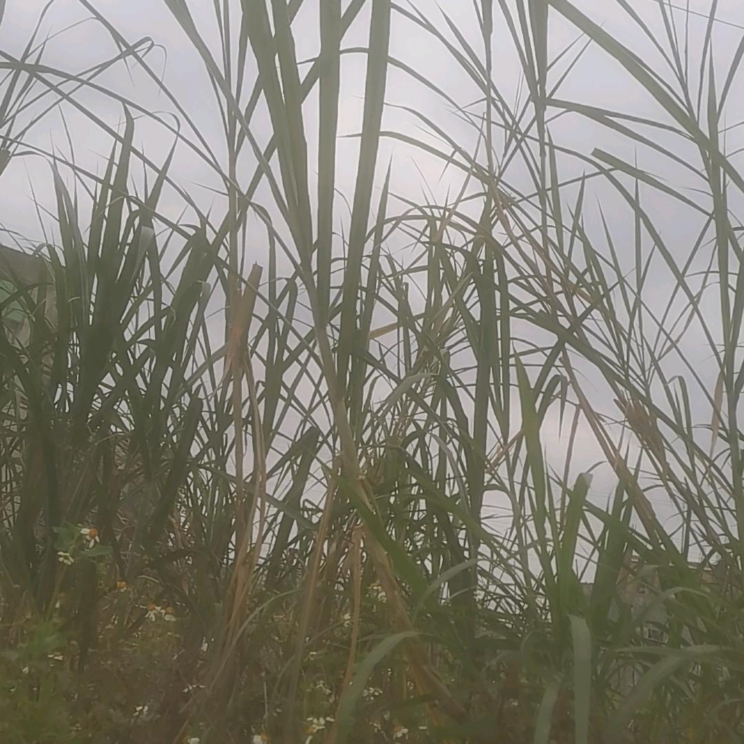 秋水长天