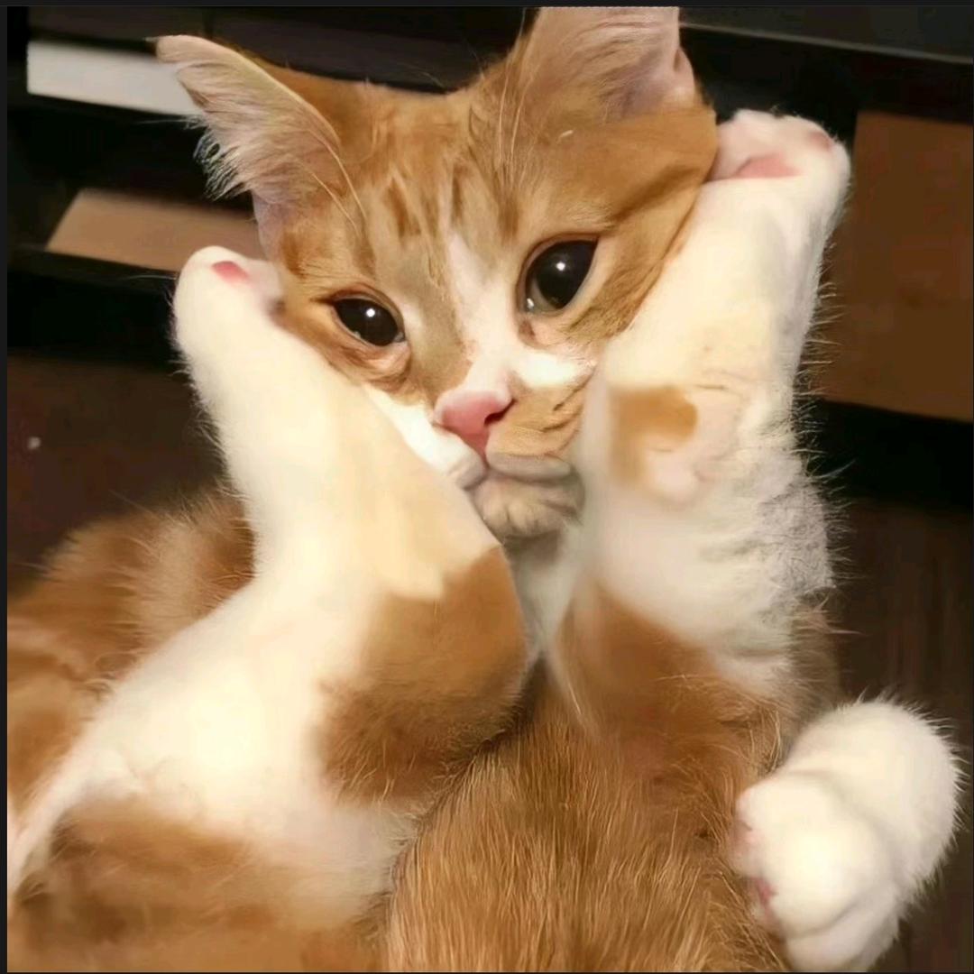 加菲猫