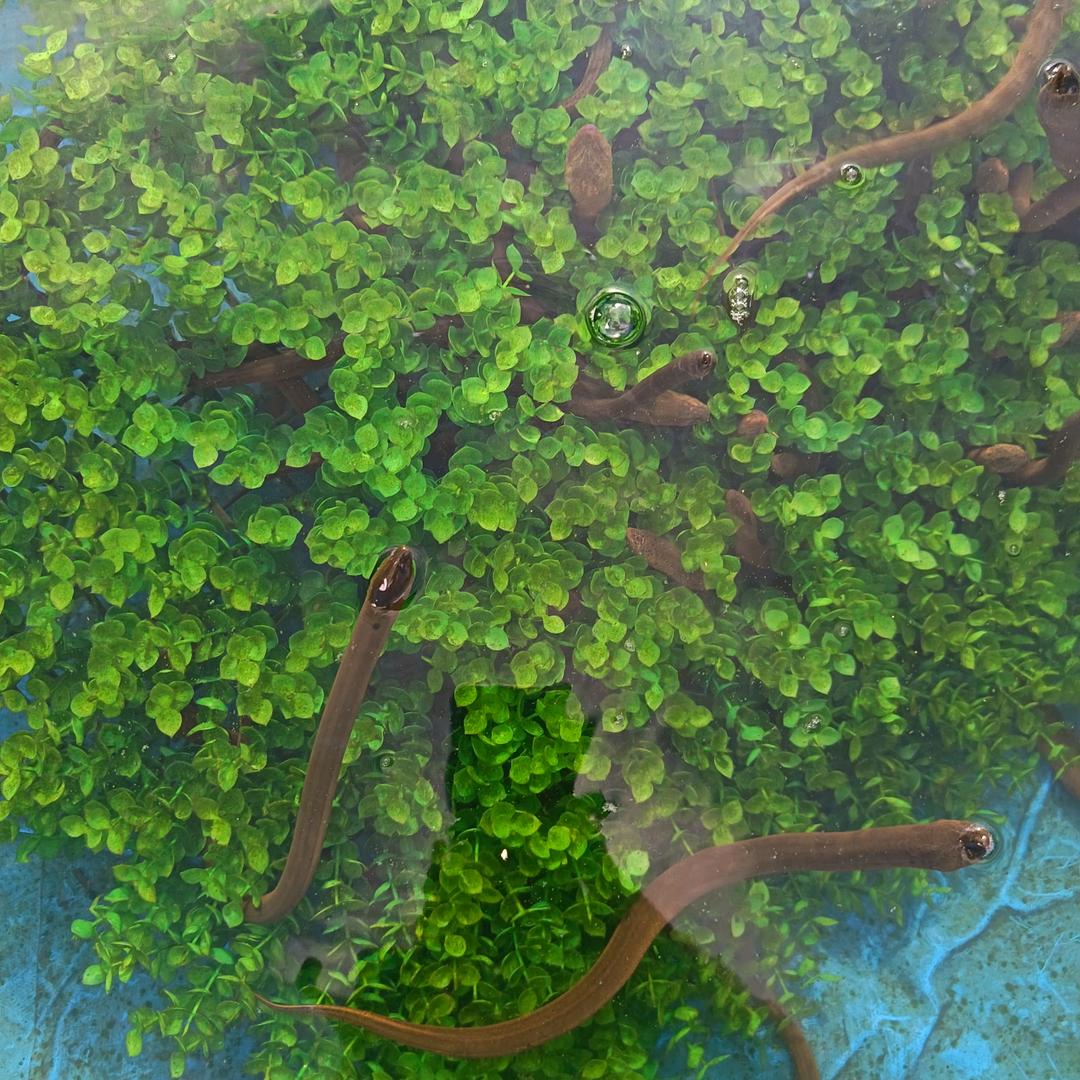 黄鳝大型基地养殖💰💰💰