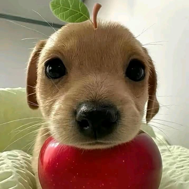 小鲨鱼