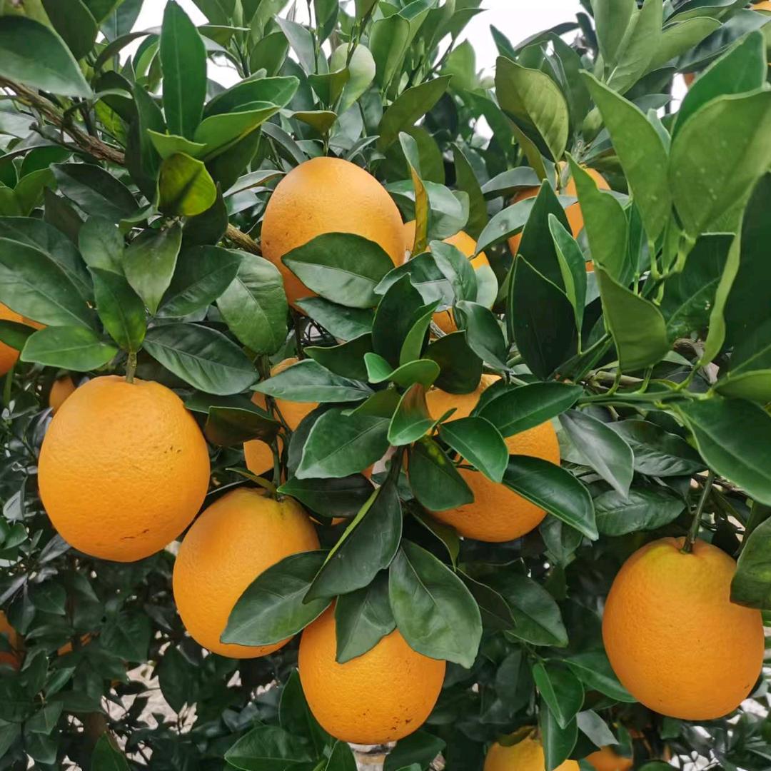 然涵嫲嫲🌺🌻🌹🌹