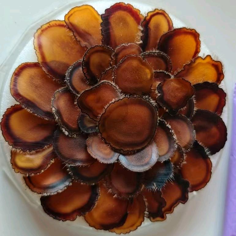 鹿茸工厂