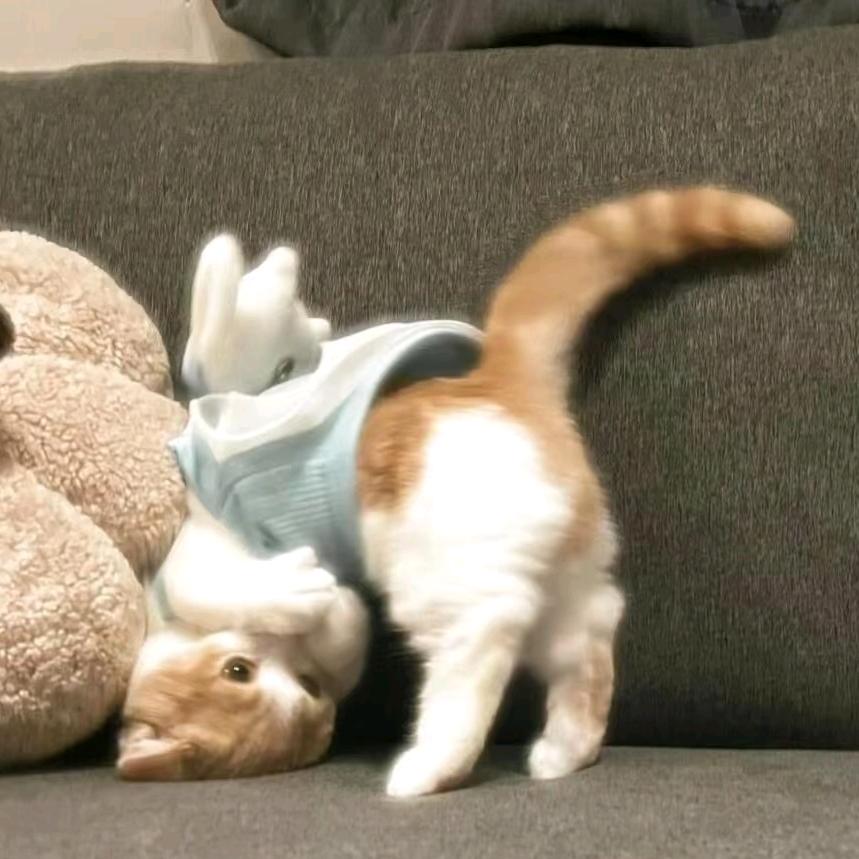 咸口吐司面包🍞🐑⋆͛ᵞᵐ