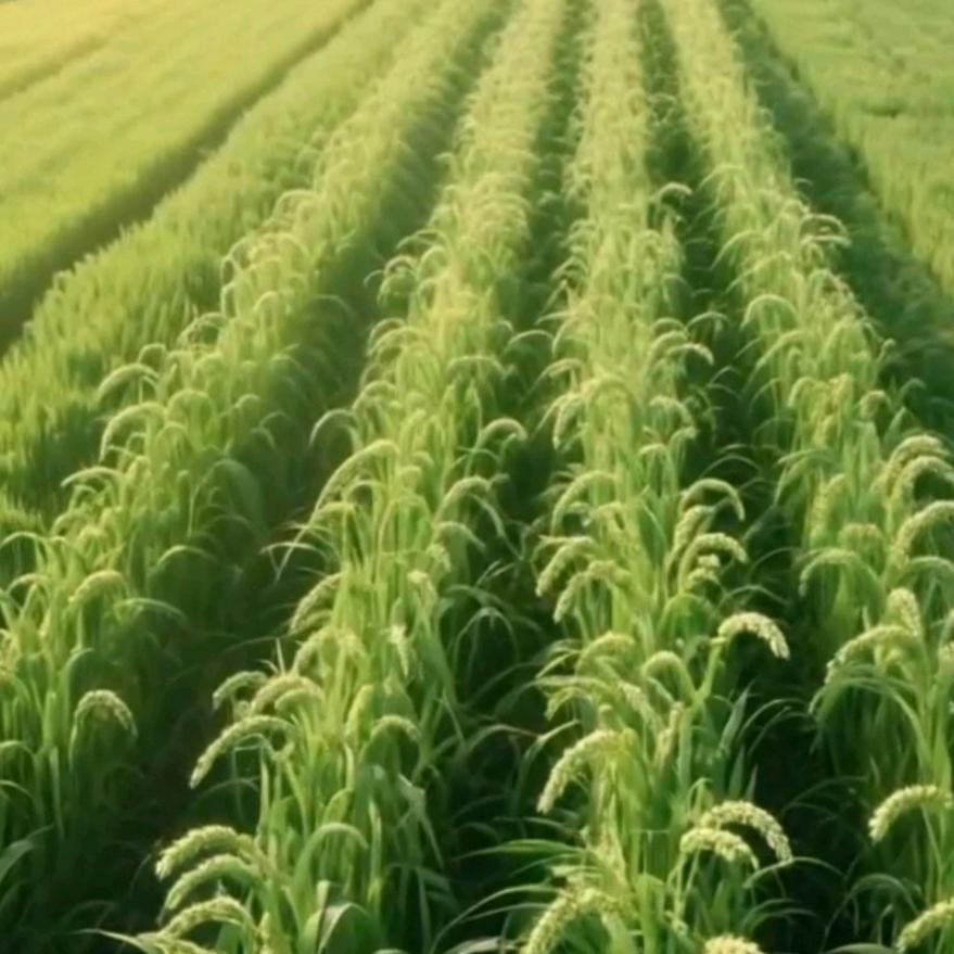 亳州市茂思商贸有限责任公司