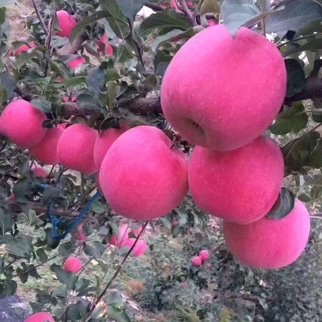春草难烧尽