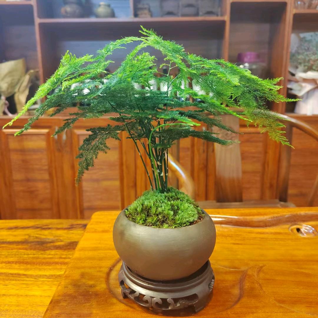 ying英