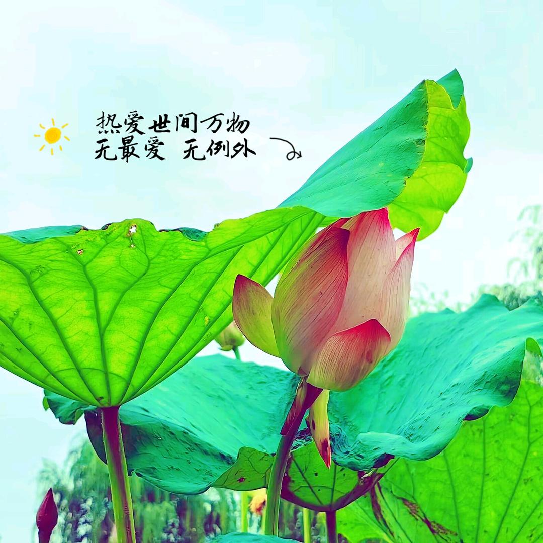陈·ᴗ·Ting