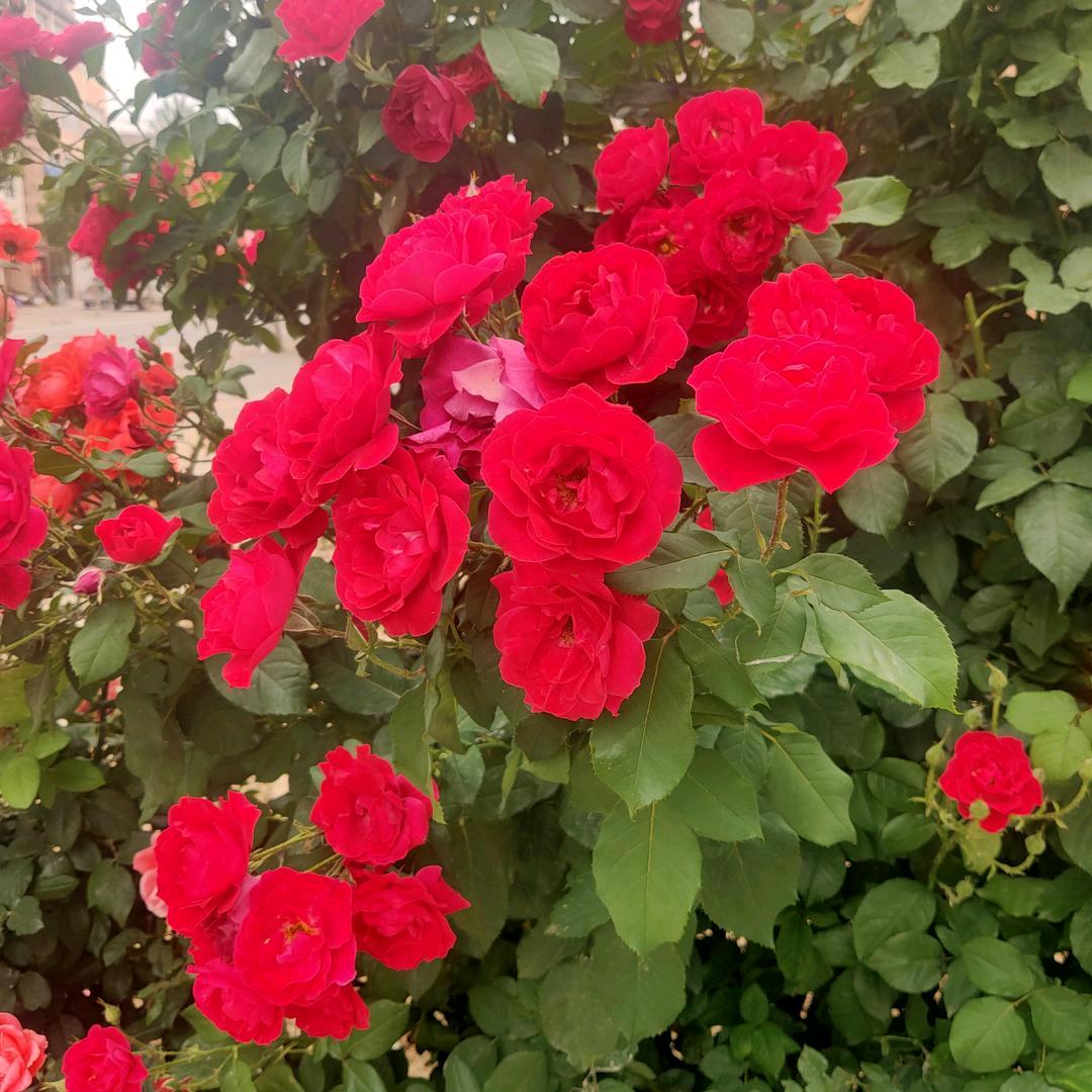 批发零售小磨香油麻汁