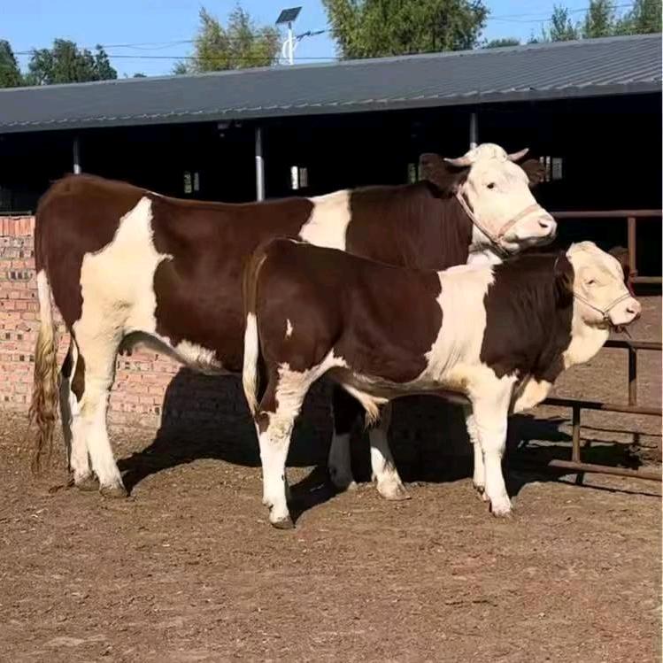 达里湖领队苏格