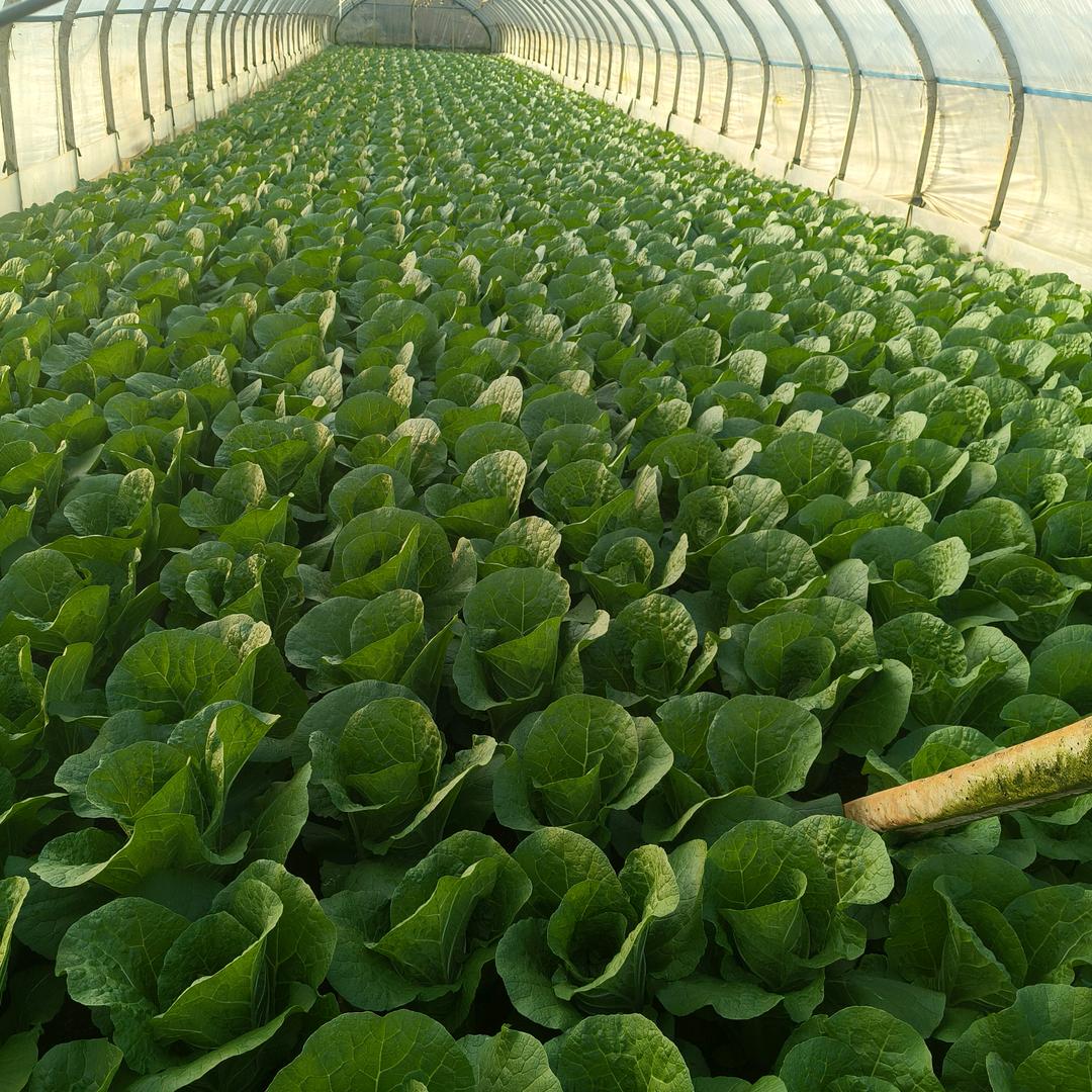 女孩《未来可期》