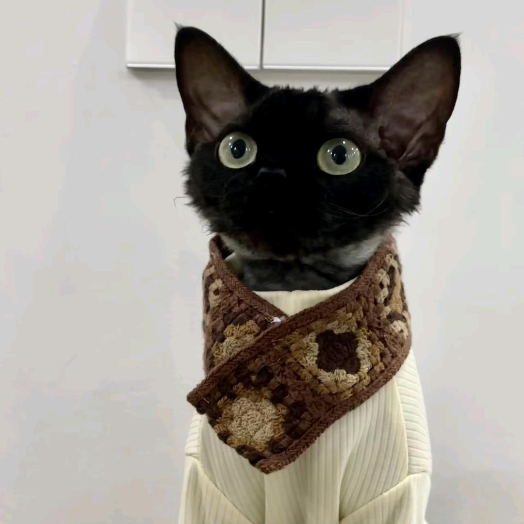 猫饼不是毛饼