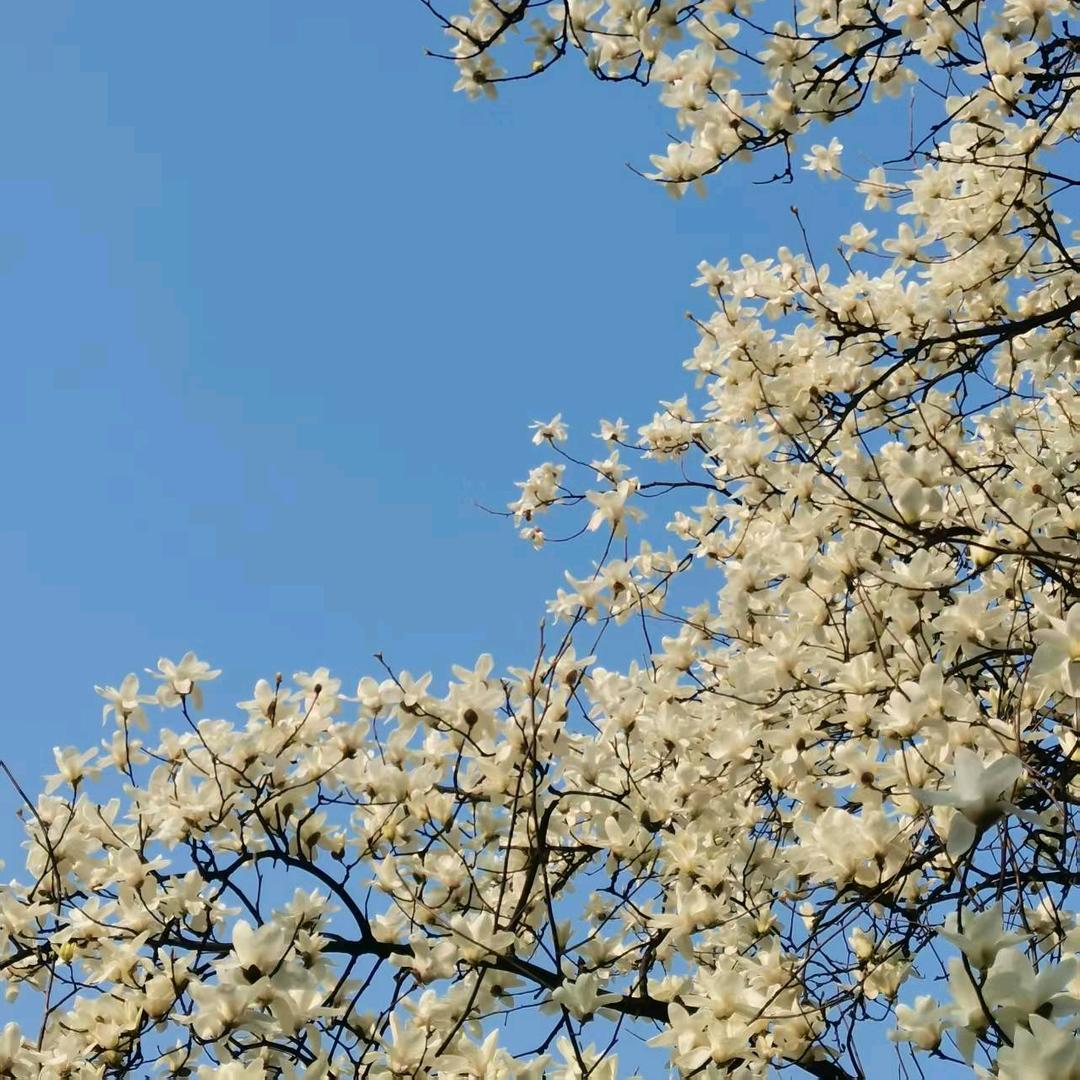 彩霞