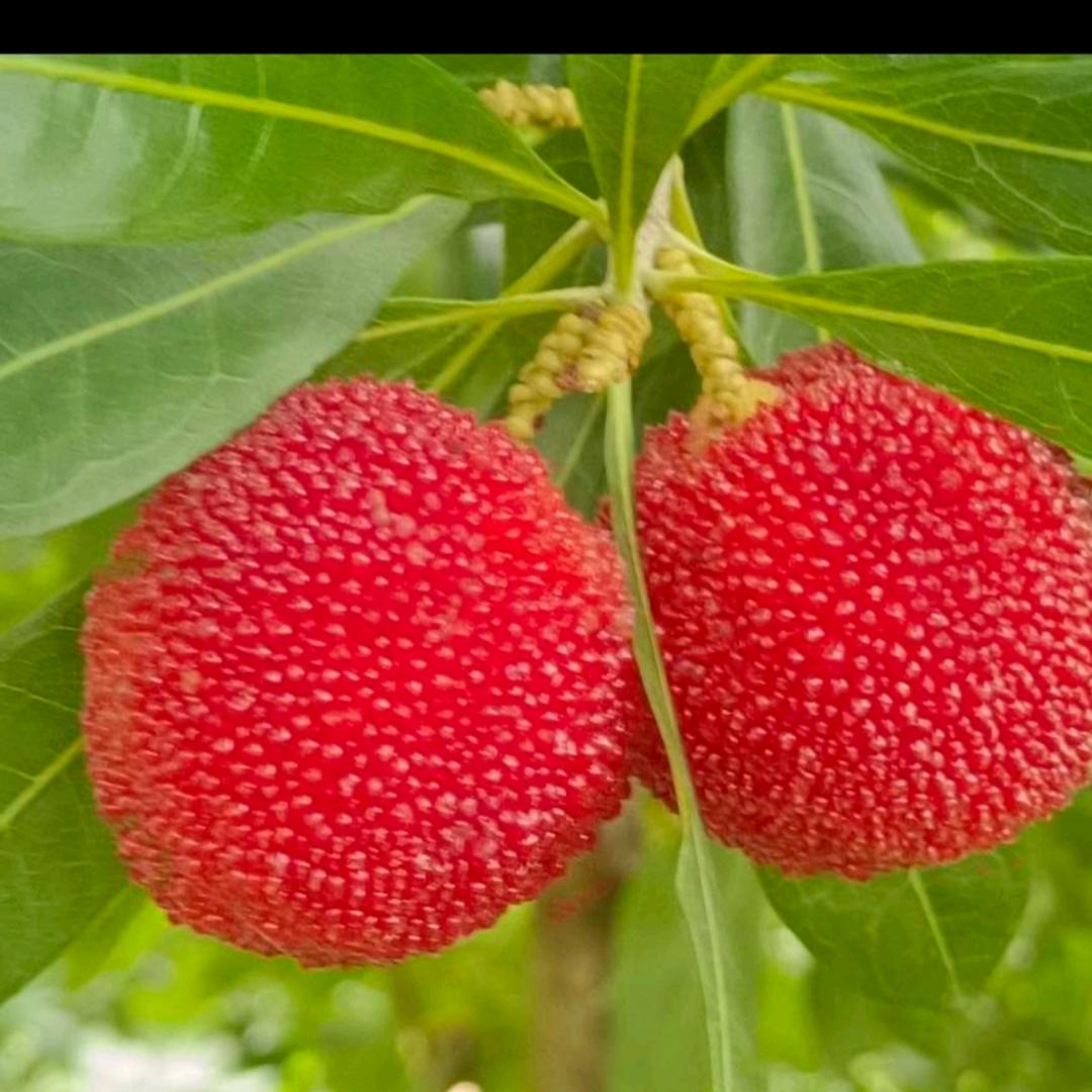 金豆短剧