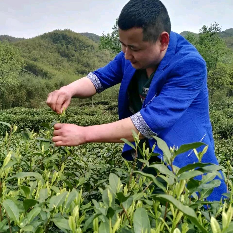 颍上安吉白茶总代理🍵🌿🍃🌱