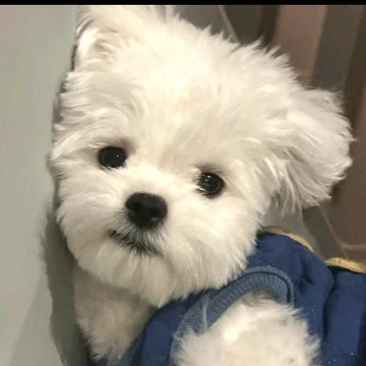 重庆思忆家房产经纪有限公司