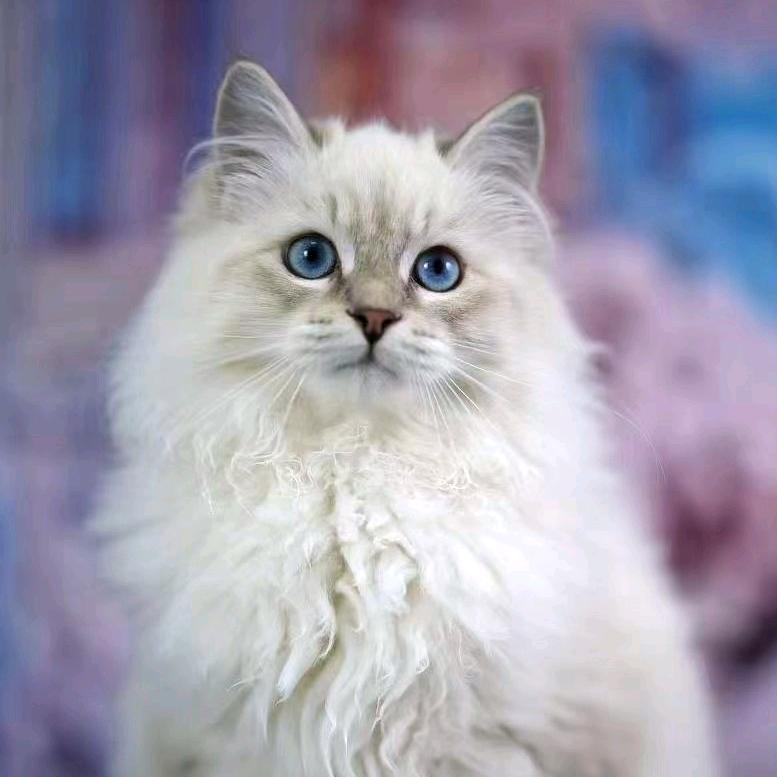 西森缅因猫奶奶家猫舍