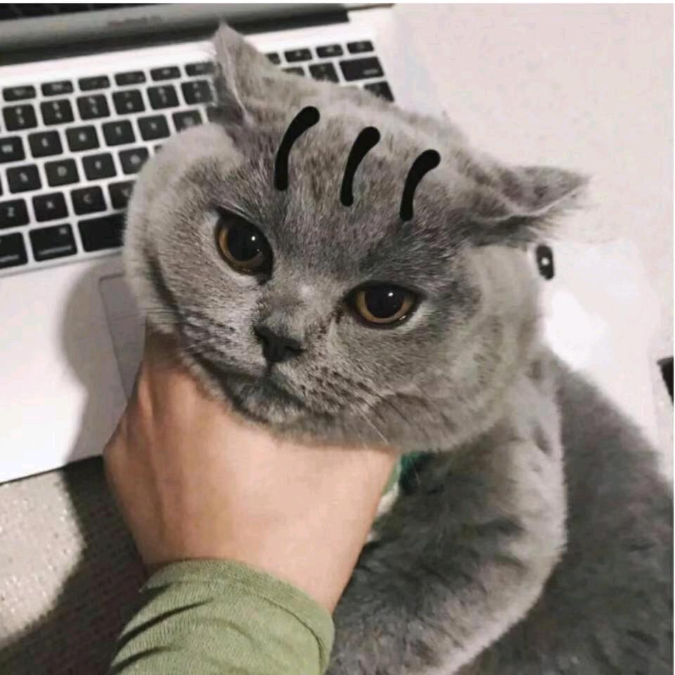 楊。