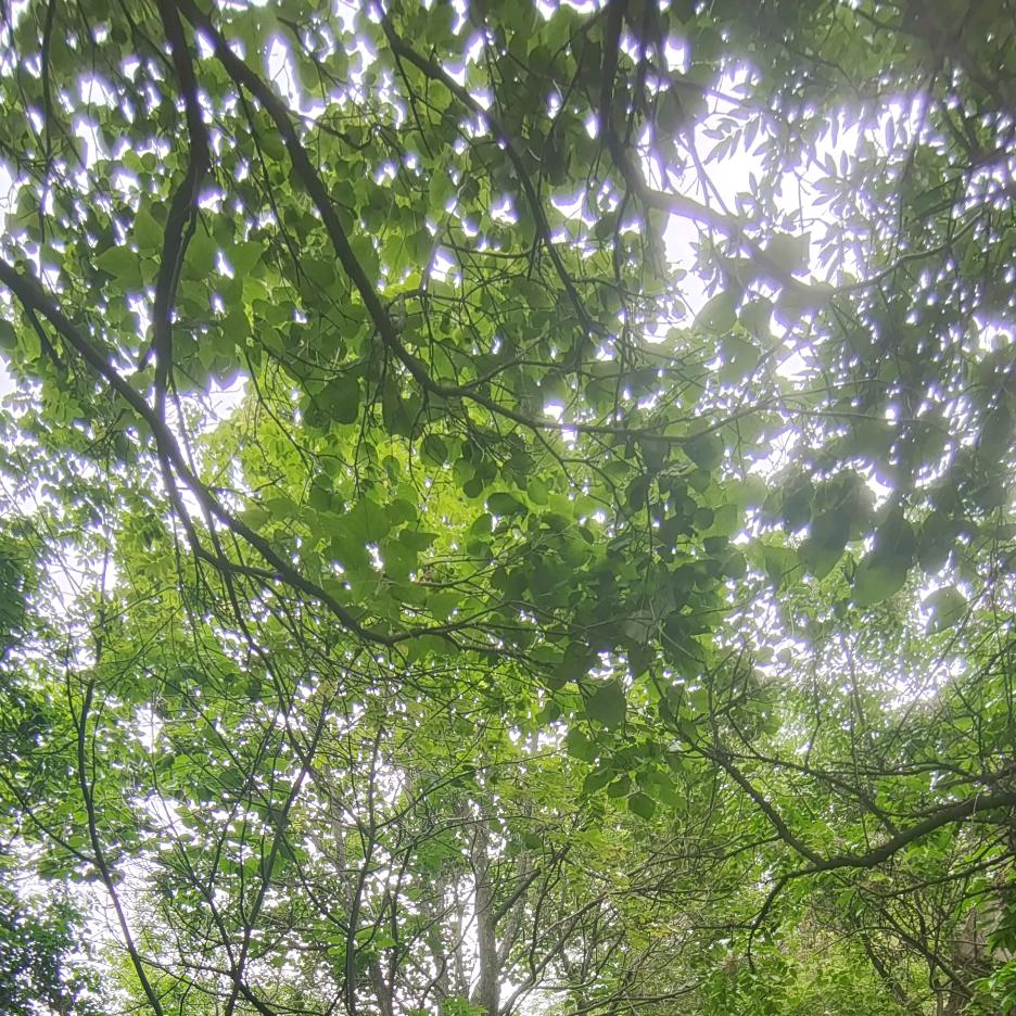 儒烟