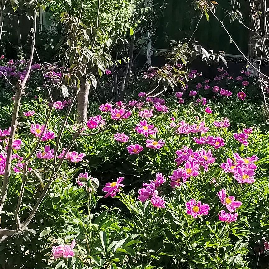 霖霖妈