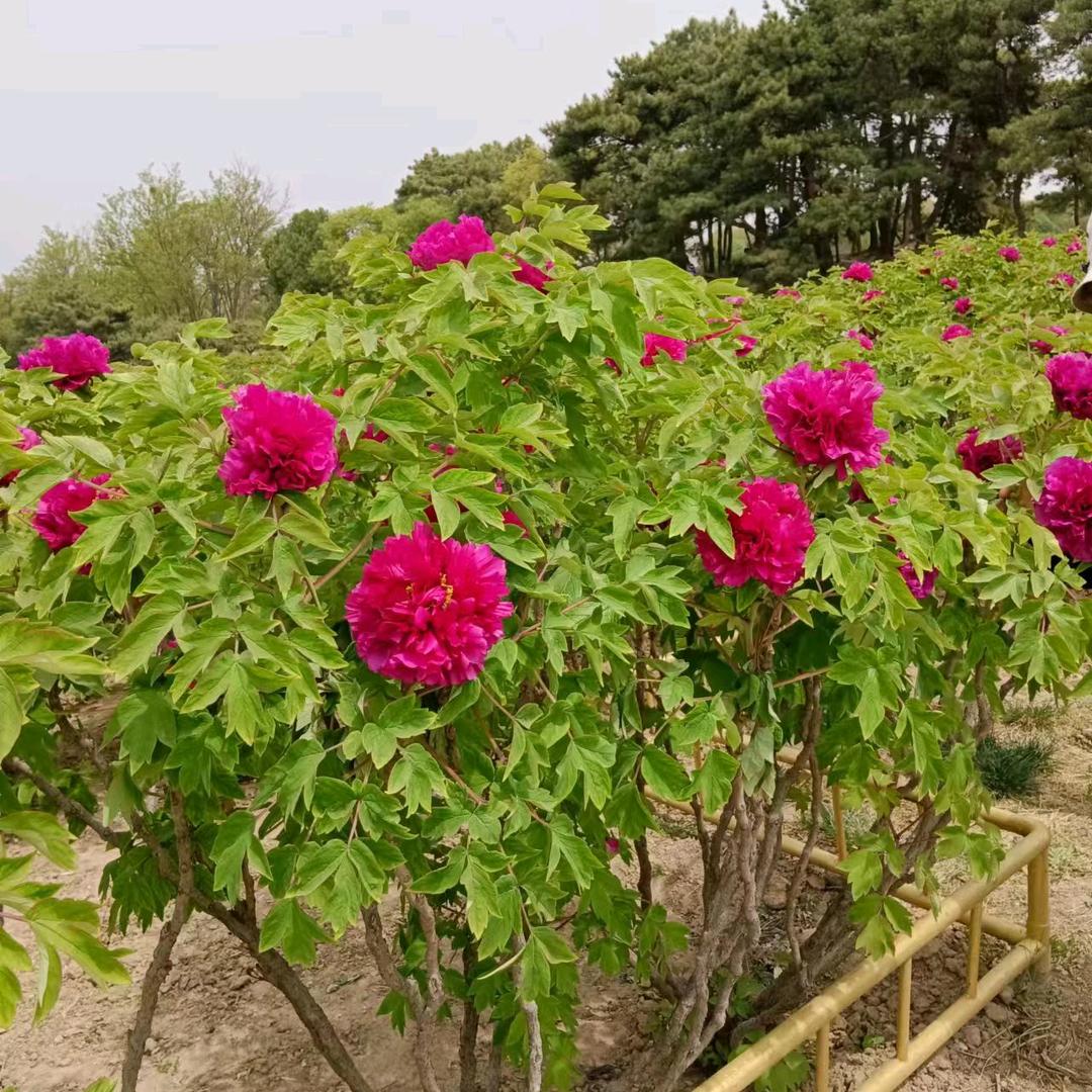 牡丹花开了🤗