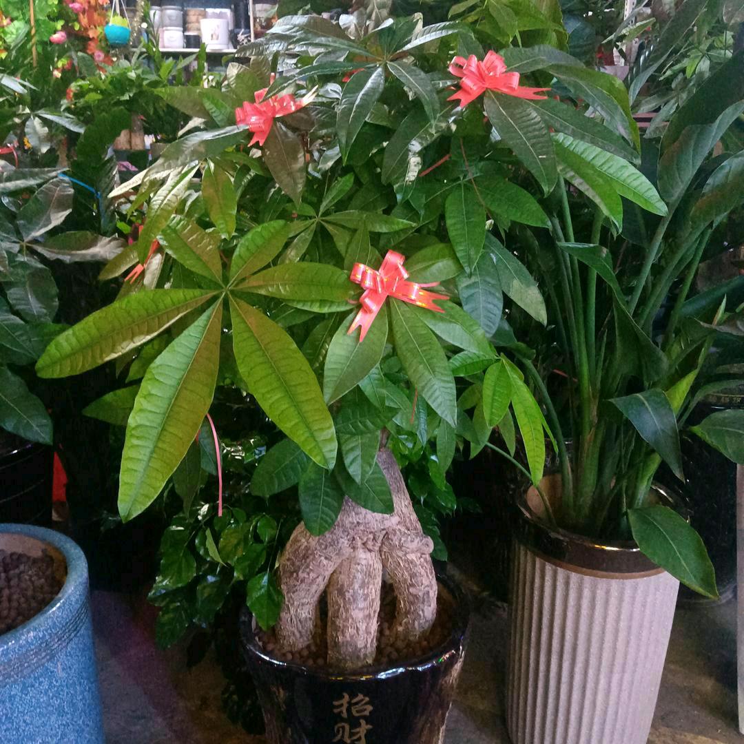 谢谢你们大家好金花一生平安🇨🇳🍅?